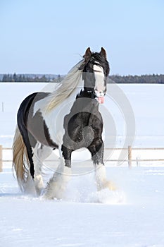 Amazing stallion of irish cob running in winter