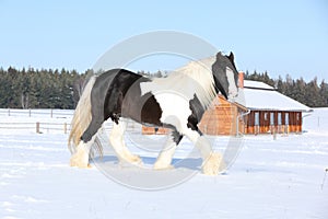 Amazing stallion of irish cob running in winter