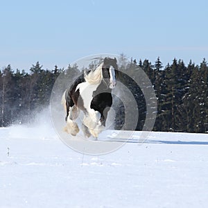 Amazing stallion of irish cob running in winter