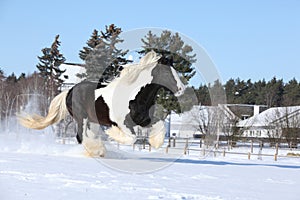 Amazing stallion of irish cob running in winter