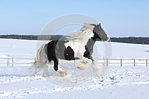 Amazing stallion of irish cob running in winter