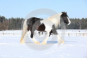 Amazing stallion of irish cob running in winter