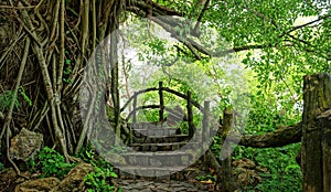 Amazing stone staircase, fence, tree