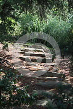 Amazing stone staircase in forest