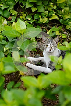 Amazing stray cat photo between the greeneries