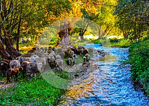 Amazing stream with sheep around in a colourful forest photo