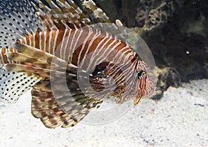 Amazing Striped Brown and White Turkeyfish in the Water