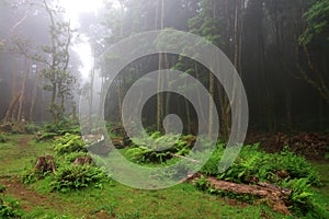 Amazing subtropical deep forest close to PoÃÂ§o da Alagoinha in a foggy day photo