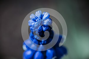 Amazing summer flower in the beautiful garden closeup macro photo