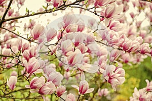 Amazing summer. magnolia blooming tree., natural floral background. beautiful spring flowers. pink magnolia tree flower