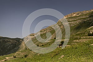 Amazing summer mountain landscape - folded mountain slope with layered rocky scree, cliffs, alone brown horse grazes