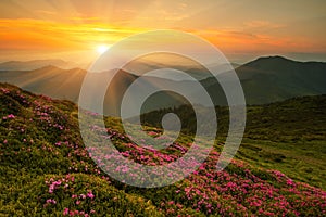 amazing summer mountains  blooming,  stunning summer dawn landscape, amazing blooming pink rhododendron flowers, amazing panoramic