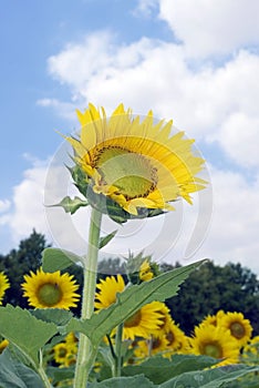 Amazing sunflower