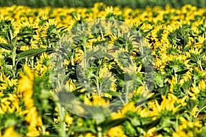 Amazing sunflower field in a warm summer sun