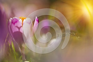 Amazing sunlight on spring flower crocus. View of magic blooming spring flowers crocus growing in wildlife.