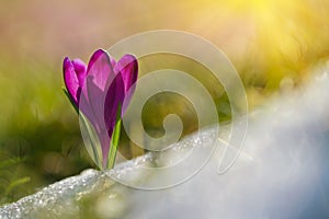 Amazing sunlight on spring flower crocus. View of magic blooming spring flowers crocus growing in wildlife.