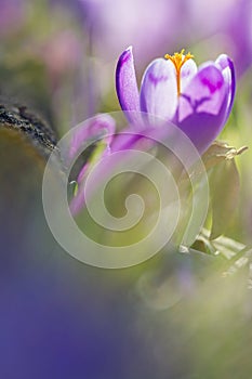 Amazing sunlight on spring flower crocus. View of magic blooming spring flowers crocus growing in wildlife.