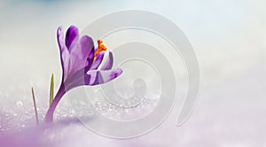 Amazing sunlight on spring flower crocus. View of magic bloomingBig panoramic photo of majestic spring flower crocus in snow