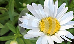 Amazing sunny and white camomile flower