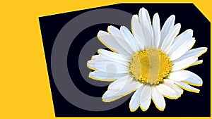 Amazing sunny and white camomile flower card