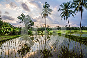 Amazing sunrise at bali Rice field, indonesia