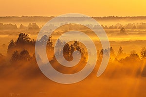 Amazing Sunrise Light Above Misty Landscape. Scenic View Of Foggy Morning In Misty Forest Park Woods. Summer Nature Of