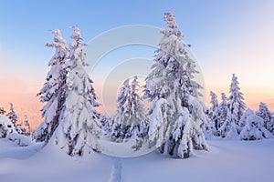 Amazing sunrise. Pathway in the winter forest. Natural landscape with beautiful pink sky. High mountain. Snowy background.