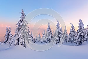 Amazing sunrise. Winter forest. Natural landscape with beautiful pink sky. High mountain. Snowy background. Location place the