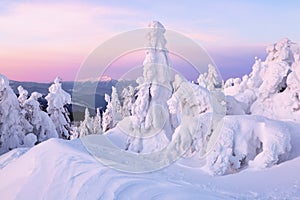 Amazing sunrise. Winter forest. Natural landscape with beautiful pink sky. High mountain. Snowy background. Location place the