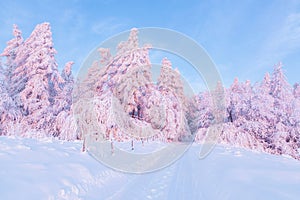 Amazing sunrise. Winter forest. Natural landscape with beautiful pink sky. Snowy background. Location place the Carpathian,