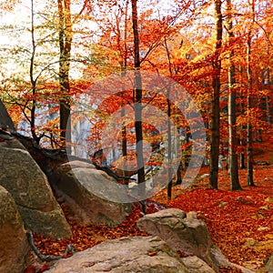 Amazing sunset landscape,rocks in  fairy sunlight in autumn beech forest, scenic colorful image, beautiful atmosphere of nature