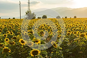 Sunset landscape of sunflower field at Kazanlak Valley, Stara Zagora Region, Bulgaria