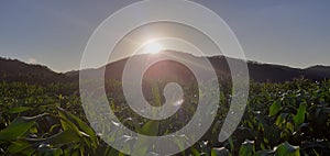 Amazing Sunset on The Mountain Corn