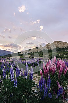 Amazing sunset at Omarama Clay Cliff with lupine in blossom. New Zealand