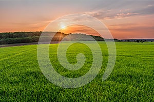 Amazing sunset over forest in green field