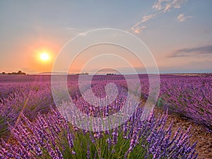 Amazing sunset over violet lavender field in Provence