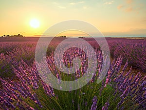 Amazing sunset over violet lavender field in Provence