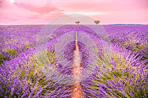 Amazing sunset over violet lavender field in Provence, France. Dream best panorama, blooming flowers, nature pattern