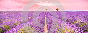 Amazing sunset over violet lavender field in Provence, France. Dream best panorama, blooming flowers, nature pattern