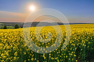 An amazing sunset over a yellow field of blooming rapeseed in a rural area