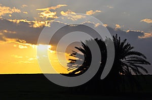 Amazing sunset with palm silhouette.