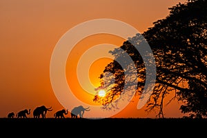 Amazing sunset. Sunrise, trees, silhouettes, panorama in Africa with sunset. dark tree setting on open field dramatic sunrise safa