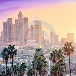 Amazing sunset view with palm tree and downtown Los Angeles. California, USA