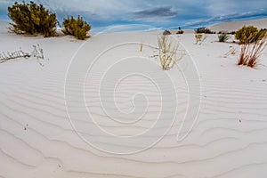 The Amazing Surreal White Sands of New Mexico with Plants and Clouds