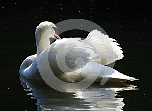 Amazing swan with white feathers and orange beak is ruffling its feathers.