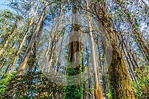 Amazing tall mountain ash trees