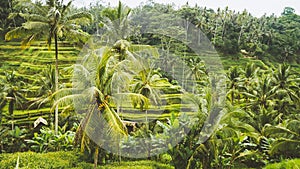 Amazing Tegalalang Rice Terrace Fields and some Palm Trees Around, Ubud, Bali, Indonesia