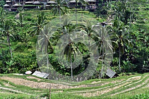 Tegallalang rice terraces in Bali, Indonesia