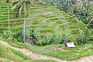 Tegallalang rice terraces in Bali, Indonesia