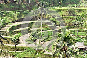 Tegallalang rice terraces in Bali, Indonesia